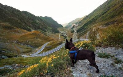Gdzie jechać z psem w góry żeby cieszyć się wspólną wędrówką?