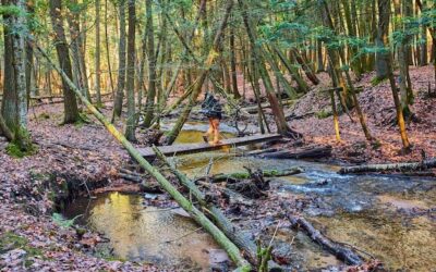 Puszcza Kampinoska gdzie jest i jak do niej trafić?
