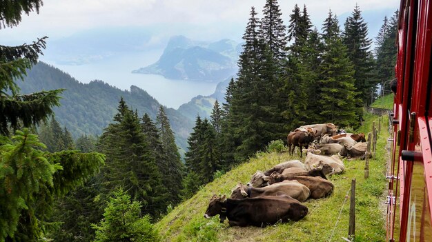 Zakopane Tatry Wysokie czy Zachodnie gdzie lepiej wybrać się na szlak?