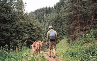 Gdzie w polskie góry z psem warto wybrać się na wędrówkę?