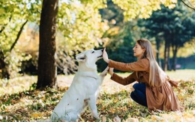 Gdzie można z psem spędzić wolny czas?