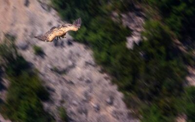 Sokola Perc jaki to szlak dla miłośników górskich wędrówek?